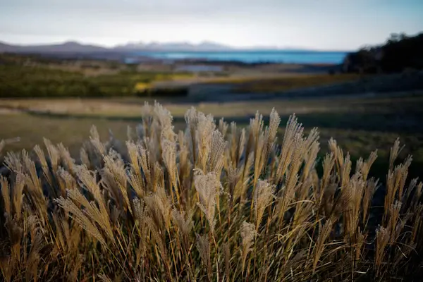 Wild grass flowers